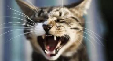 Ile zębów ma kot: schemat szczęki dorosłego kota